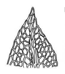 Fissidens taylorii var. taylorii , leaf apex (leaf from sterile plant). Drawn from J.D. Lovis, s.n., Sep. 1985, AK 284387.
 Image: R.C. Wagstaff © Landcare Research 2014 